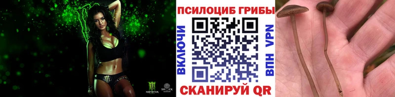 Галлюциногенные грибы Cubensis  как найти наркотики  Шлиссельбург 